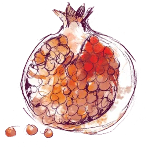 Illustration Granatapfel